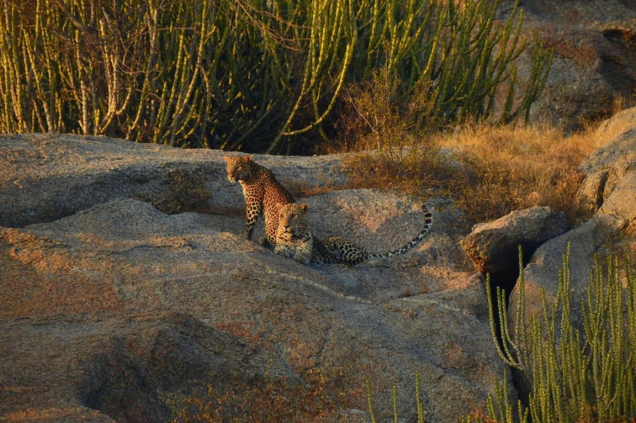 Jawai Leopard Villa Bijapur  Ngoại thất bức ảnh