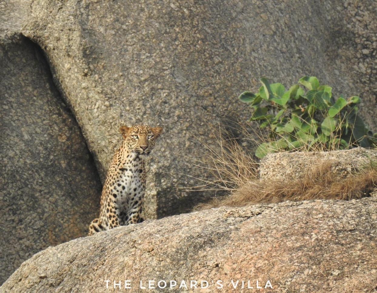 Jawai Leopard Villa Bijapur  Ngoại thất bức ảnh
