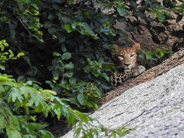 Jawai Leopard Villa Bijapur  Ngoại thất bức ảnh